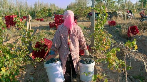 Rotten Season 2 Episode 2 - Reign of Terror