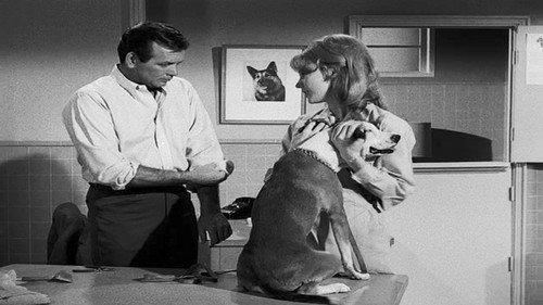 The Fugitive Season 3 Episode 21 - Shadow of the Swan