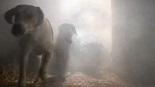 undefined Season 1 Episode 5 - The Tale of the Hungry Hounds