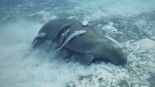 Mysteries of the Deep Season 2 Episode 2 - Mystery of the Ancient Battle