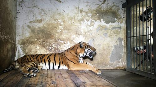 Rare: Creatures of the Photo Ark Season 1 Episode 2 - Episode 2