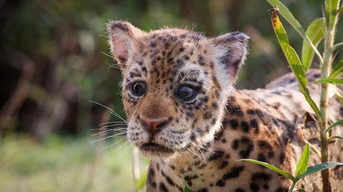 Nature Season 38 Episode 15 - Spy in The Wild 2: The Tropics