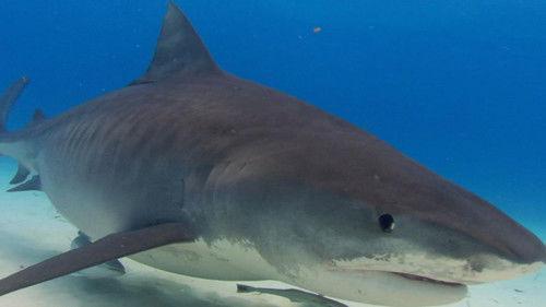 When Sharks Attack Season 6 Episode 3 - 10 Minutes of Terror