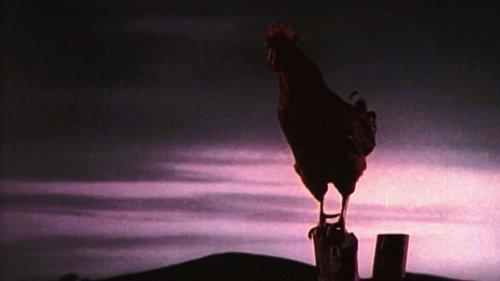Green Acres Season 1 Episode 5 - My Husband, the Rooster Renter