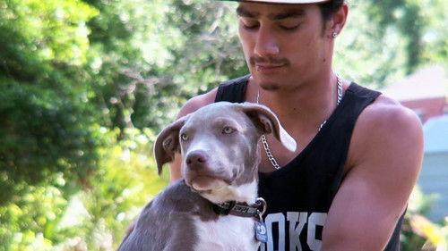 Pit Bulls and Parolees Season 4 Episode 5 - Saving Prada