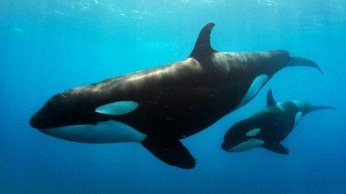 Queens Season 1 Episode 6 - Coastal Queens