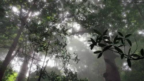 Jungle Planet Season 1 Episode 12 - The Rainforest in the Clouds: Central America