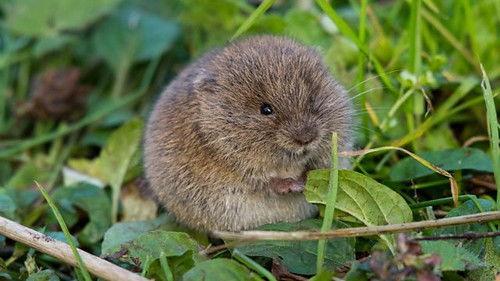 Springwatch Season 19 Episode 4 - Episode 4