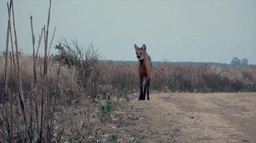 72 Dangerous Animals: Latin America Season 1 Episode 11 - Episode 11