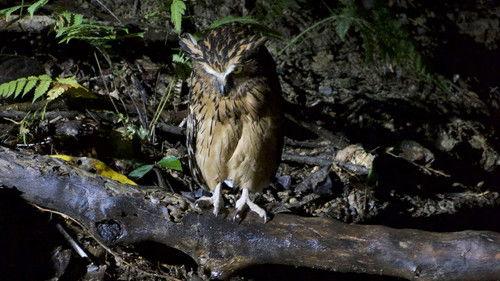 Wildest Islands of Indonesia Season 1 Episode 2 - Islands of the Monsoon