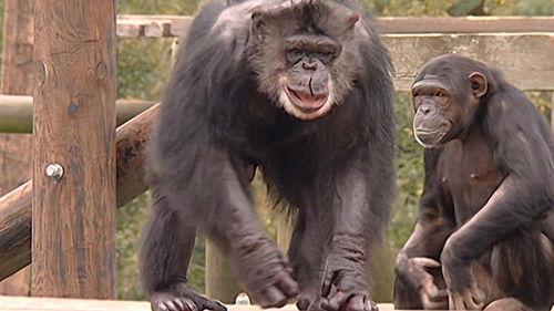 Monkey Business Season 8 Episode 13 - Episode 13