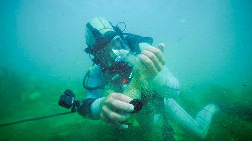 Background image for Sharks and Gold