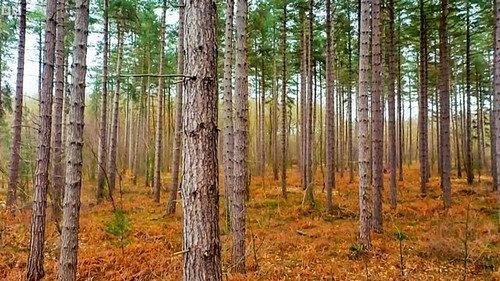 Countryfile Season 36 Episode 14 - Hidden Histories of Sherwood Forest