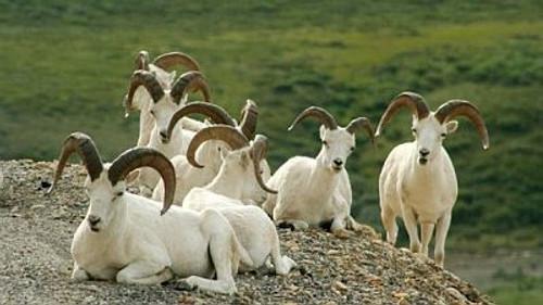 Natural World Season 16 Episode 3 - Denali: the Great Alaskan Wilderness