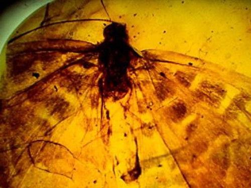 NOVA Season 33 Episode 11 - Jewel of the Earth