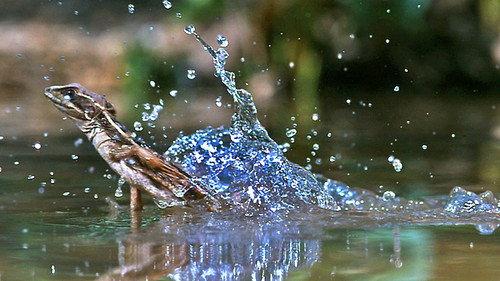 Life Season 1 Episode 2 - Reptiles and Amphibians