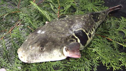 Trails to Oishii Tokyo Season 3 Episode 2 - FUGU