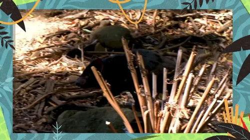 Kukurota Season 4 Episode 12 - Episode 12