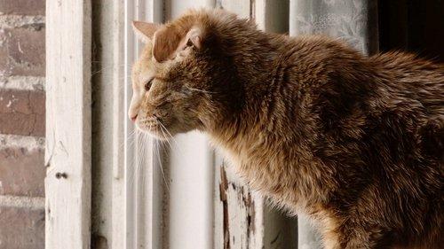 undefined Season 2 Episode 12 - Clooney