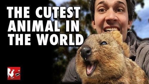 RT Life Season 5 Episode 23 - The Cutest Animal In The World