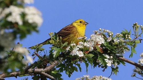 Springwatch Season 22 Episode 12 - Episode 12