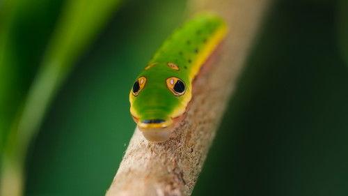 The Secret Lives of Animals Season 1 Episode 6 - The Art of Deception