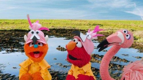 Sesame Street Season 54 Episode 12 - The Flamingo Scoop