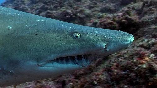 When Sharks Attack Season 5 Episode 1 - Terror in the Gulf