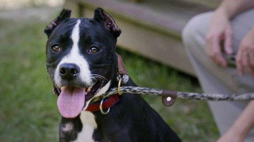 Pit Bulls and Parolees Season 15 Episode 3 - Rescued From War
