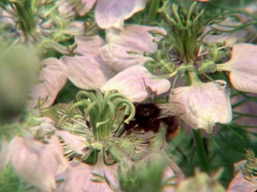 Life on Earth Season 1 Episode 4 - The Swarming Hordes