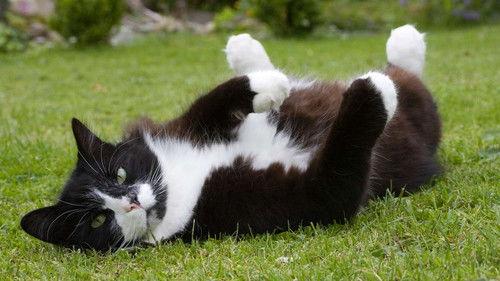 Cats of Claw Hill Season 1 Episode 8 - Cat Out of the Bag