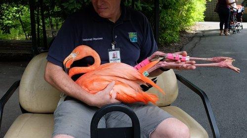 The Zoo Season 1 Episode 4 - Moving Day