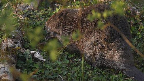 Countryfile Season 38 Episode 12 - River Otter Return