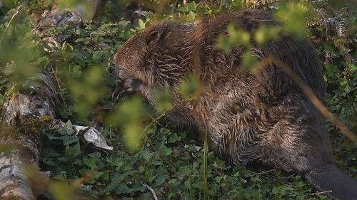 Countryfile Season 38 Episode 12 - River Otter Return