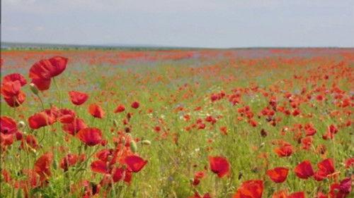 Rick Steves' Europe Season 9 Episode 5 - Romania