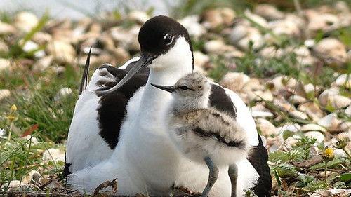Springwatch Season 12 Episode 5 - Episode 5