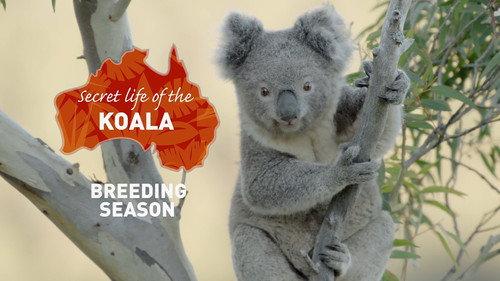 Secret Life of the Koala Season 1 Episode 2 - Breeding Season