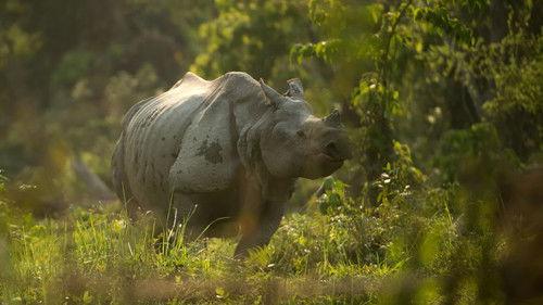 Into the Wild: India Season 1 Episode 2 - Land of the Secret Rhino