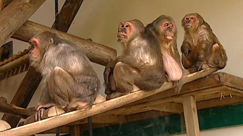 Monkey Business Season 7 Episode 10 - Episode 10