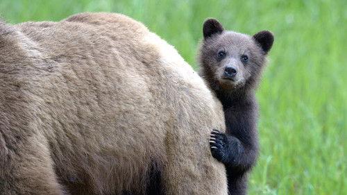 Animal Babies Season 1 Episode 3 - Mountain Babies