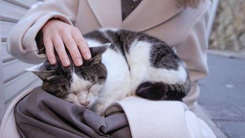 A Cat's-Eye View of Japan Season 2 Episode 17 - Kobe: To Love and Be Loved