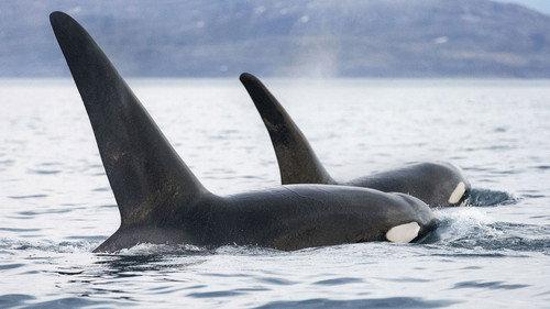 Nature Season 33 Episode 6 - Invasion of the Killer Whales