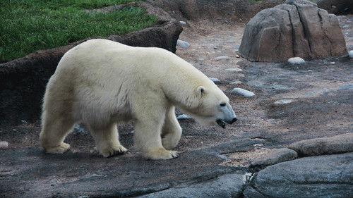 Secrets of the Zoo Season 2 Episode 11 - Baby Elephant Watch