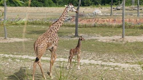 Secrets of the Zoo Season 5 Episode 6 - Giraffe-Ic Park