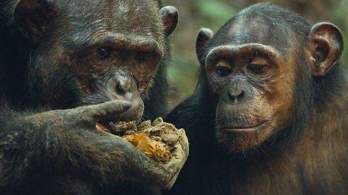 undefined Season 1 Episode 6 - Forest