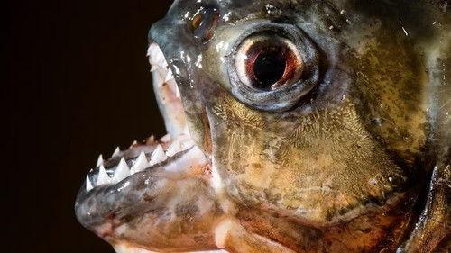 Jonahs dyreverden Season 2 Episode 4 - Episode 4