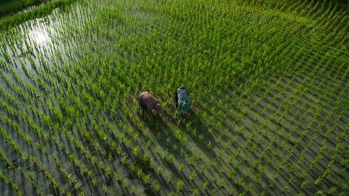 Omnivore Season 1 Episode 6 - Rice