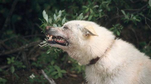 Background image for 2000 kilometer på havisen