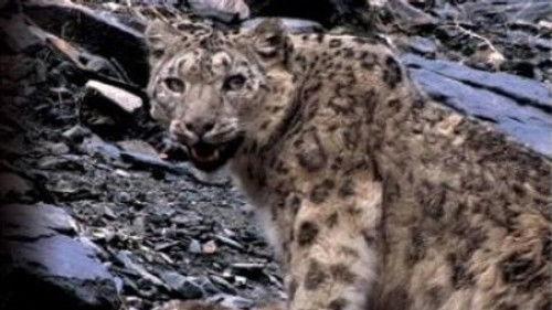 Natural World Season 27 Episode 1 - Snow Leopard - Beyond The Myth