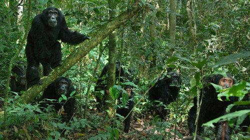 Chimp Empire Season 1 Episode 2 - Others